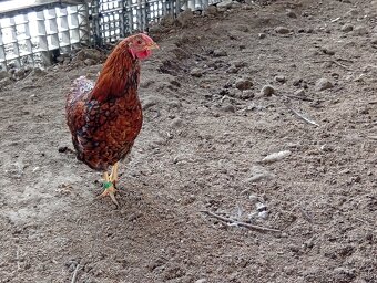 Wyandotka zdrobnela. - 3