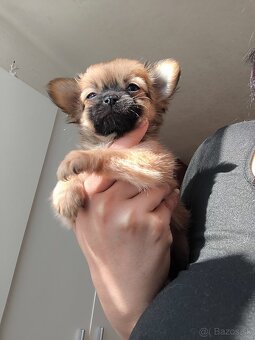 Čivava dlhosrsta šteniatka - 3