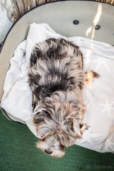 Merle Yorkshire s PP, Yorkshire terrier, Jorkshire, Yorkshir - 3
