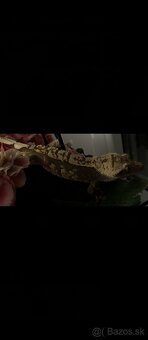 Correlophus ciliatus - 3