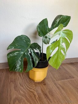 Monstera albo - 3