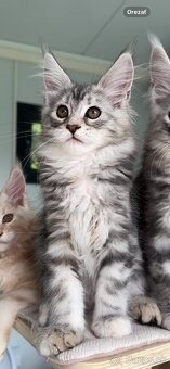 Maine Coon s PP Mainská myvalia mačiatka ❣️ - 3