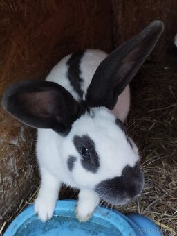 Český strakac - Č.S - 3