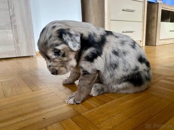 Golden Aussie steniatka - 3