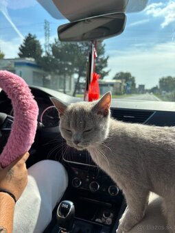 Britské Mačiatko - 3