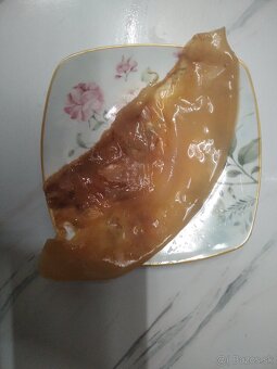 Kombucha SCOBY - 3