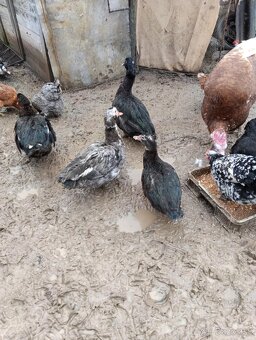 Kačky a káčeri - 3