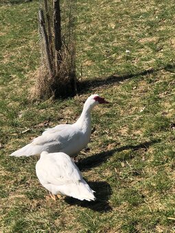 Na predaj 2x káčer - 3