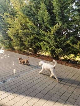 mesacny vycvik psov, dvojtyzdnovy vycvik start, hotel - 3