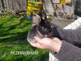 Predám zakrslých králikov (Všetci sú rezervovaný) - 3
