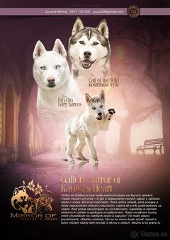 Sibirsky husky s PP - 3