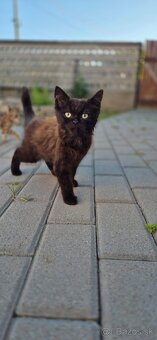 Darujem mačiatka – krížence Ragdoll - 3