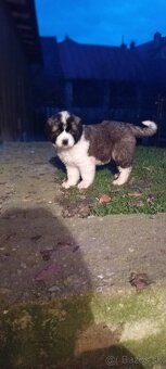 Moskovský strážny pes - 3