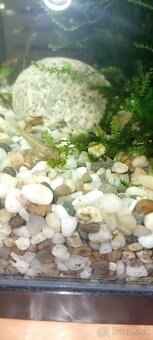 Akvárium Invital 65l - 3