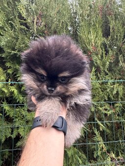 Špic Pomeranian čierno pálený fenka - 3