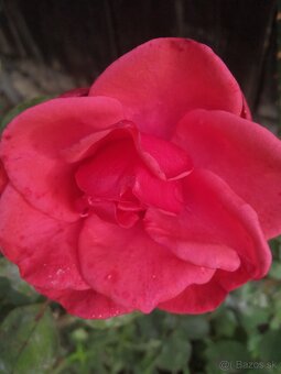 Červené ruže kríčkové - 3