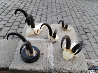 Trofeje kamzikov - 3