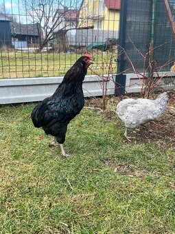 Kohút araucana - 3