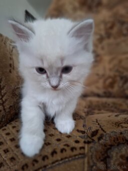Ragdoll macicka blue lynx mitted - 3