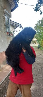 Nemecký ovčiak šteniatka - 3