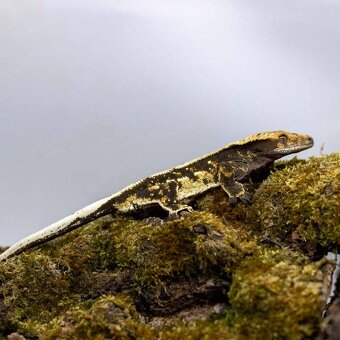 Pagekón riasnatý z chovu GeckoSVK - 3