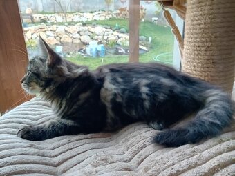 mainská mývalia mačka - 3