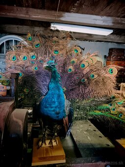 Preparovaný páv - 3