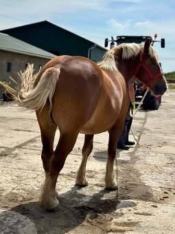 Predám kobylu - chladnokrvník - 3