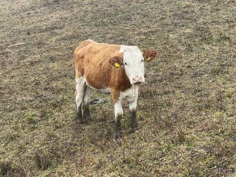 Slovenska strakata ss - 3