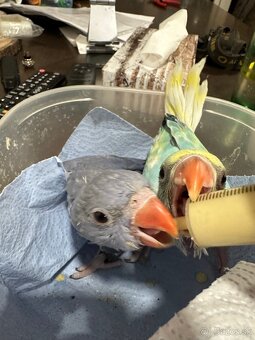 Alexander maly - rucne dokrmenie - 3