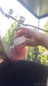 Mláďatá kakadu ružový - 3