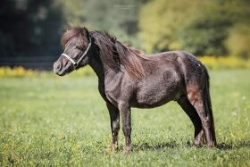 Falabella hřebci (minyhorse minypony pony) - 3