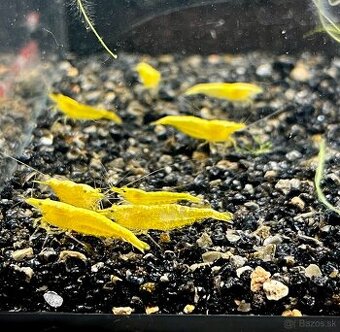 Krevetky (Caridina + Neocaridina)+rastlinky - 3