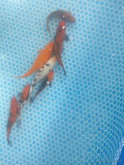 Koi kapre - 3