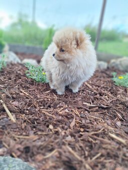 Oranžový špic -Pomeranian - 3