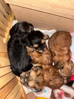 Morkie šteniatka čipované - 3