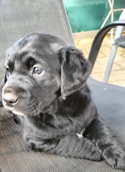 Ponuka šteniatok - 3