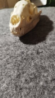 Predám lebku jazveca parožie, zhody, trofeje. - 3