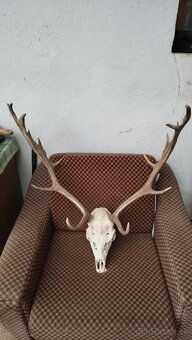 Predám trofej Daniela parožie zhody trofeje. - 3