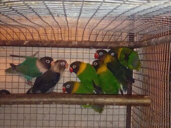 Agapornis škraboškovy - 3