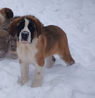 Bernardin kratkosrsty - 3