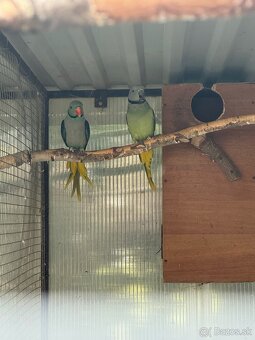 Chovný pár Alexander šedý/holubí - 3