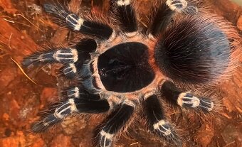 Tarantula,vtackár - 3