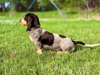 Basset s PP - 3
