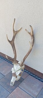 Trofej jelena díky, paroží. - 3