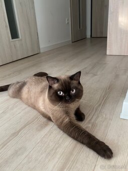 Škótsky kocúr na krytie - 3