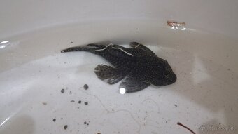 Prísavník obyčajný - 3