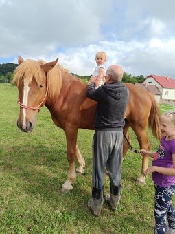 Rok a pol stará kobyla x Norik Muransky - 3