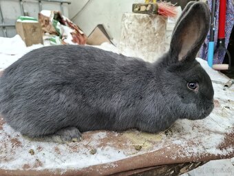 Meklemburská modrá - 3