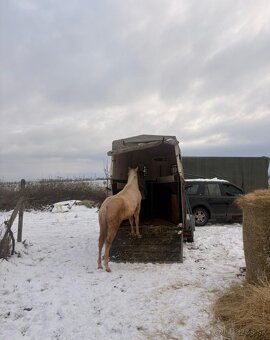 Roční qh hřebeček reining původ - 3